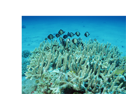 天然 珊瑚礁