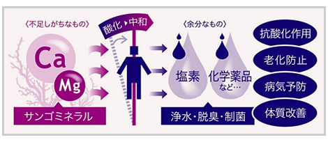 抗酸化作用 老化防止 病気予防 体質改善